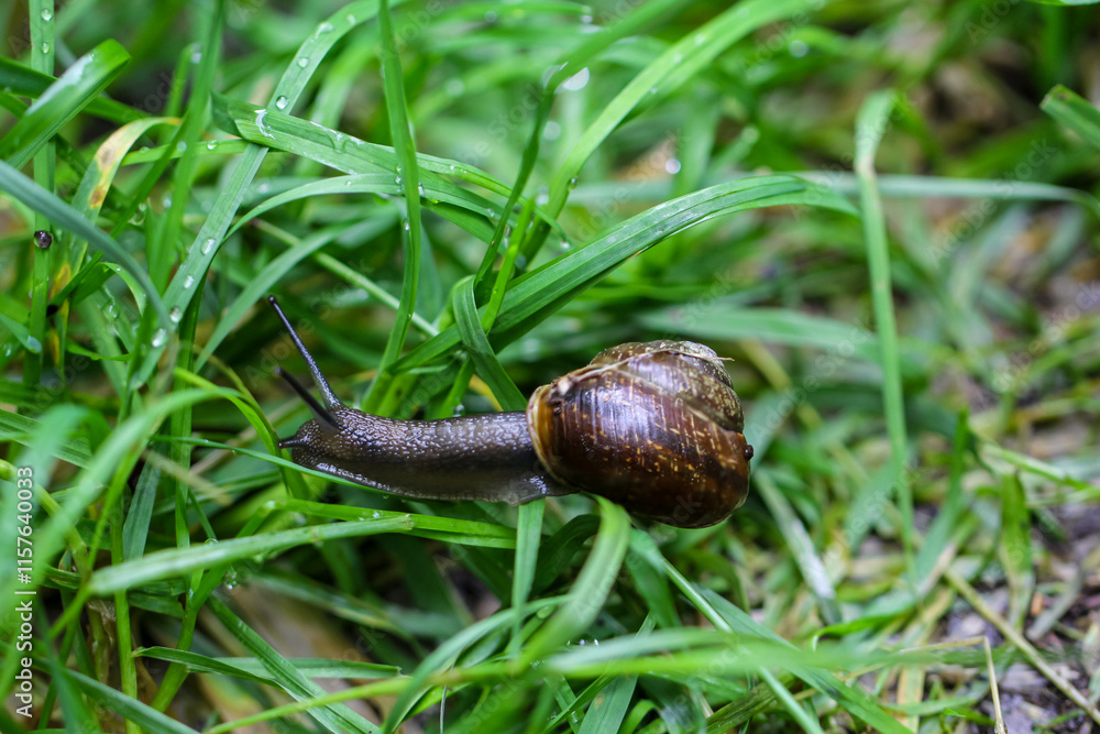 Eine kleine Schnecke im Gras. Eine kleine Schnecke im Gras.