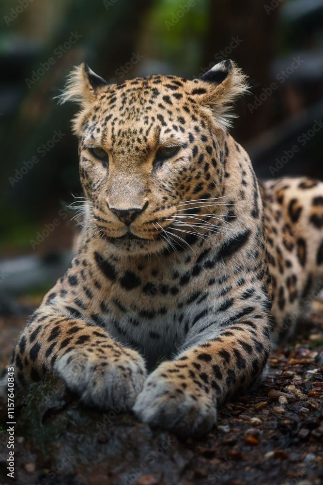 Portrait of Persian leopard in zoo Portrait of Persian leopard in zoo