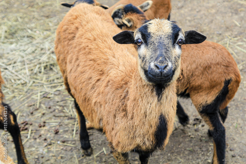 Fototapeta premium Portrait eines Lamm, Schaf.