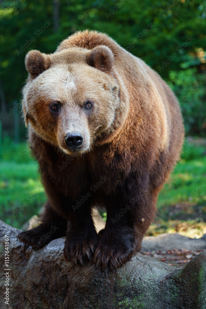 Kamchatka brown bear on rock Kamchatka brown bear on rock