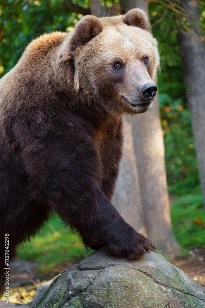 Kamchatka brown bear on rock