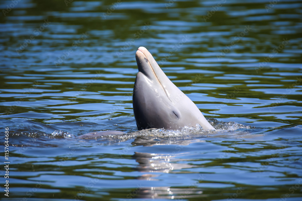 Fototapeta premium Delfine in einer Bucht.