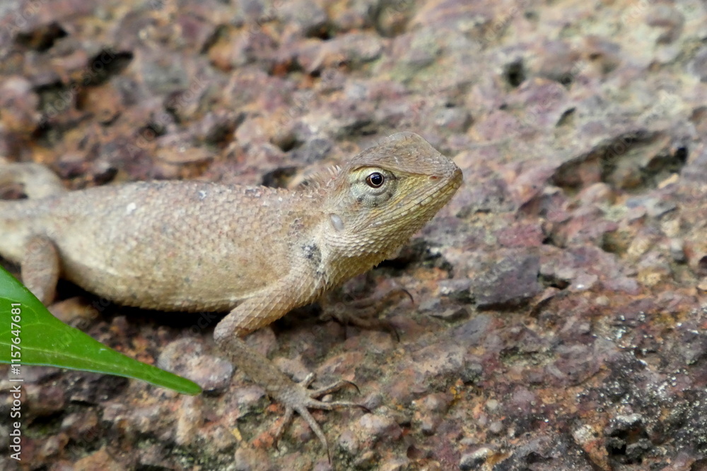Lizard Lizard