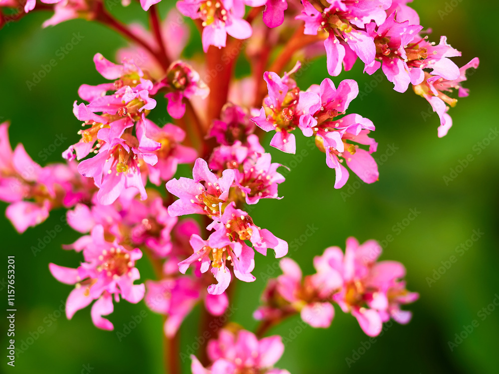 selective, selected, soft focus. pink bergenia crassifolia close-up in a green garden on a beautiful sunny spring day. background for designers, artists, computer desktop selective, selected, soft focus. pink bergenia crassifolia close-up in a green garden on a beautiful sunny spring day. background for designers, artists, computer desktop