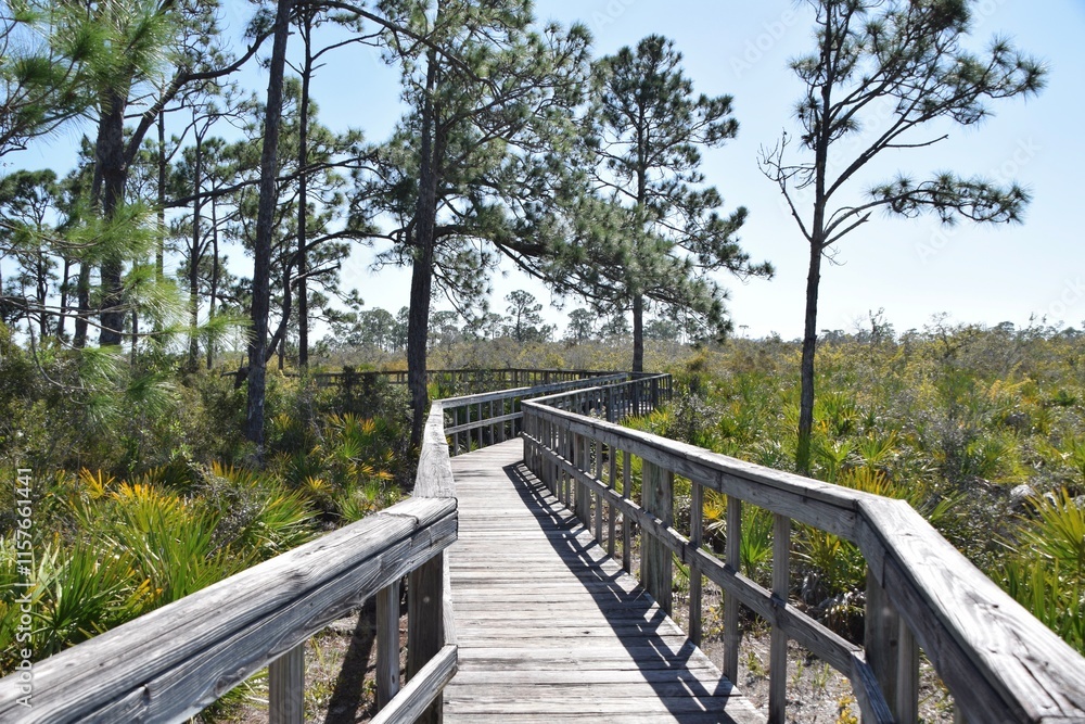 boardwalk walkway in the Florida forest landscape boardwalk walkway in the Florida forest landscape