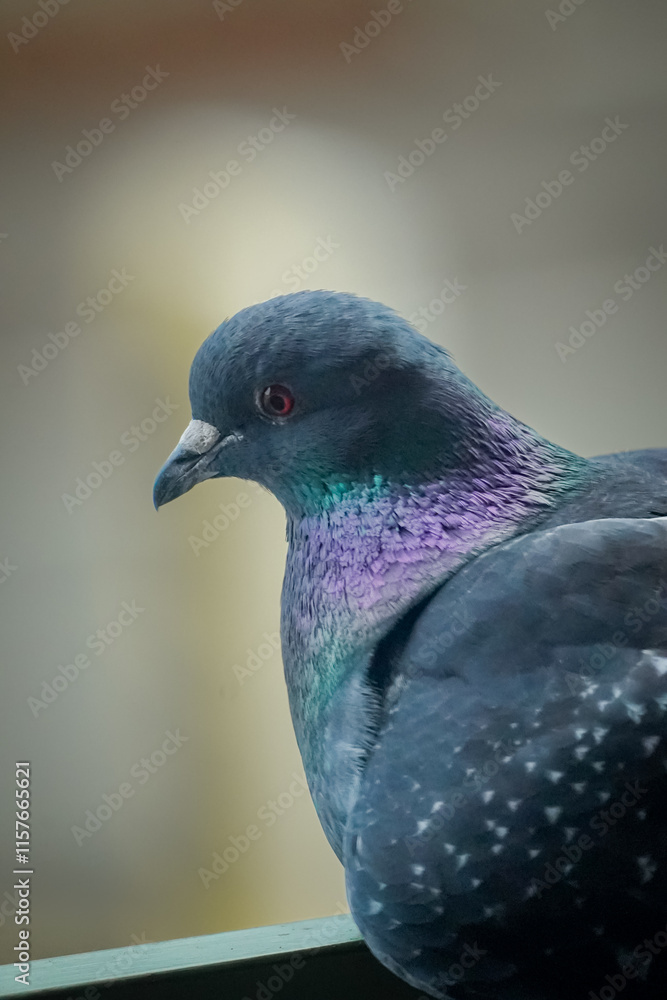 Close up of a Domestic pigeon (Columba livia domestica) in bright grey color and small green and purple feathers looking down to the left, Lugano, Switzerland Close up of a Domestic pigeon (Columba livia domestica) in bright grey color and small green and purple feathers looking down to the left, Lugano, Switzerland