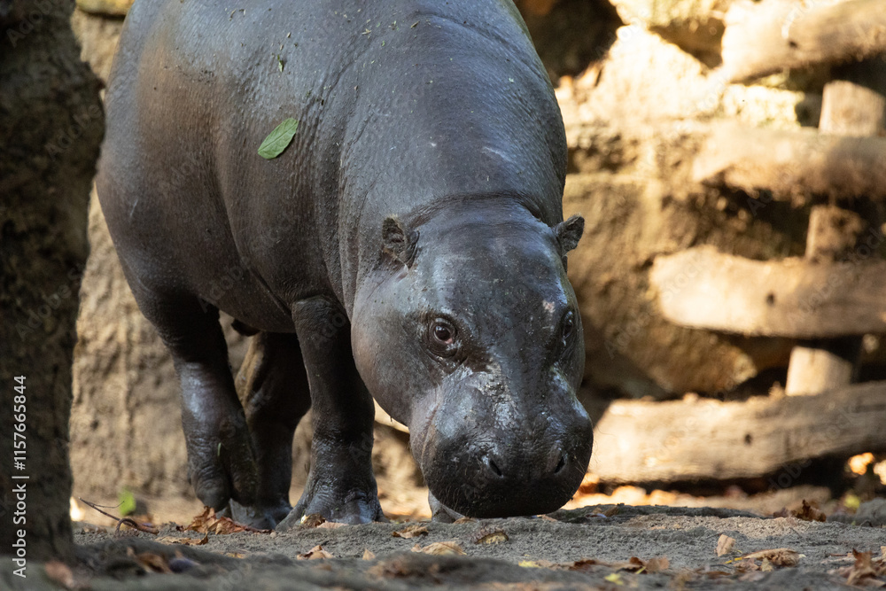 Pygmy hippopotamus Choeropsis liberiensis Pygmy hippopotamus Choeropsis liberiensis