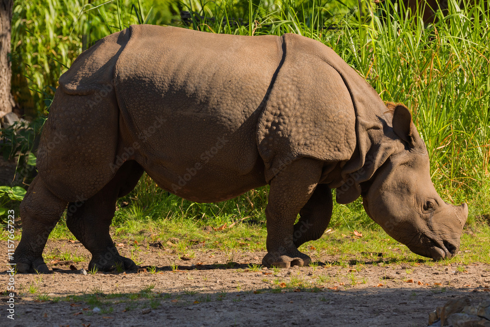 Obraz premium portrait of an adult rhinoceros on a sunny day in selective focus.