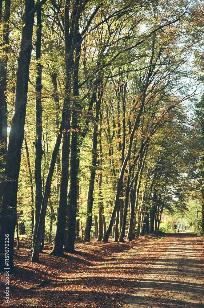 Obraz premium autumn in the forest