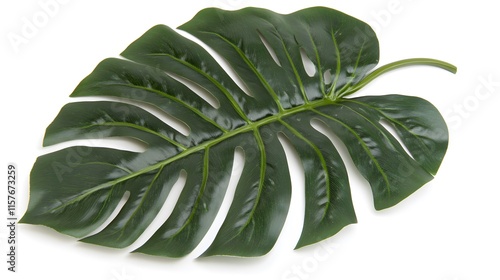 Single, large, vibrant green Monstera deliciosa leaf isolated on a white background.  Perfect for tropical themes,  decor, or botanical designs. photo