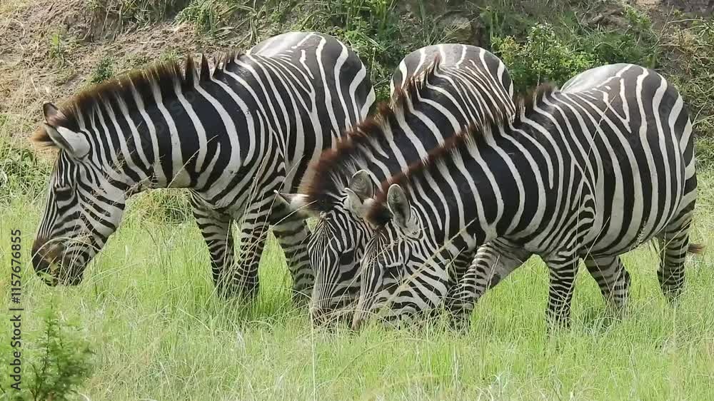 Zebras grazing in the plains of Lake Mburo National Park in Nyabushozi County in Uganda Zebras grazing in the plains of Lake Mburo National Park in Nyabushozi County in Uganda