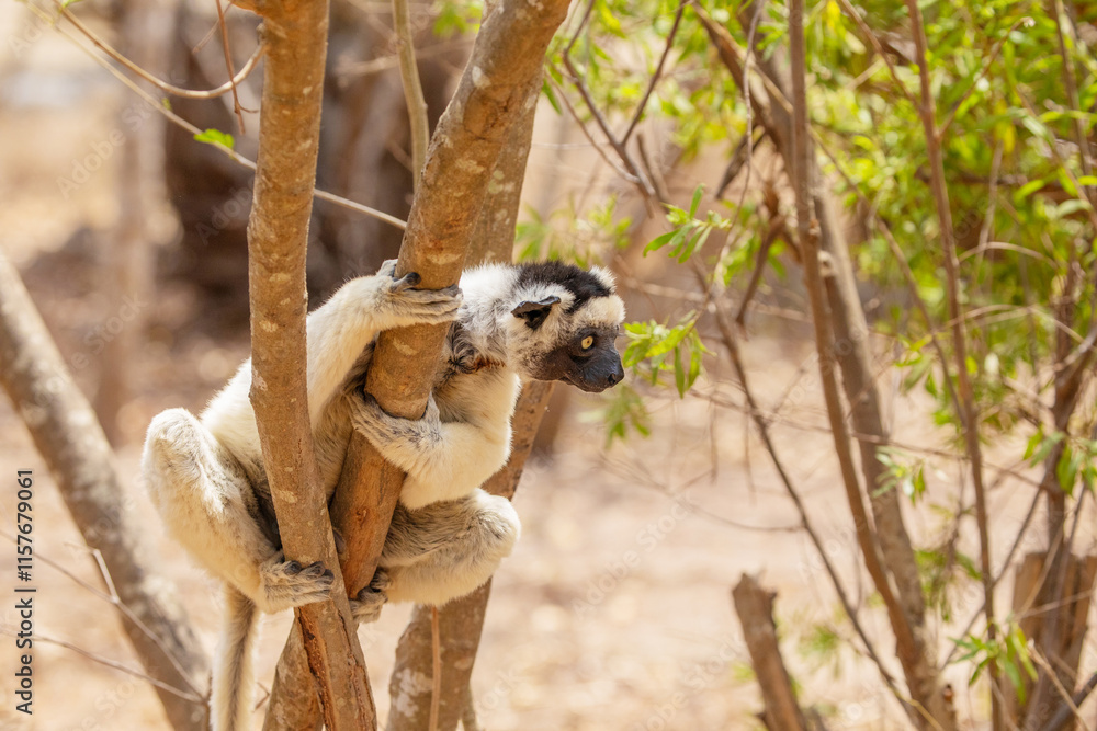 Fototapeta premium Sifaka lemur Propithecus verreauxi Madagascar nature