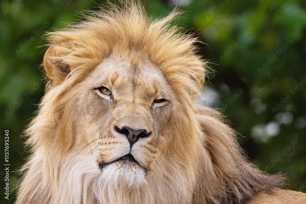 close-up image of a lion's head. expression is calm and majestic close-up image of a lion's head. expression is calm and majestic