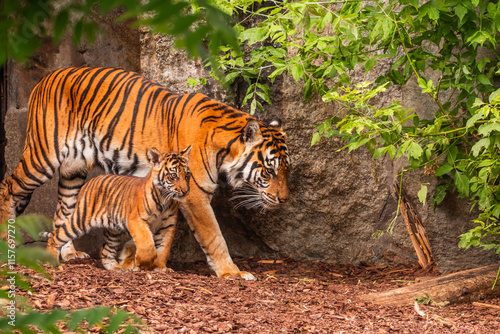 Sumatran tiger family with two little cubs