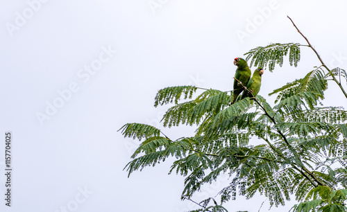 Two green parrots perched on a branch in San Ramon photo