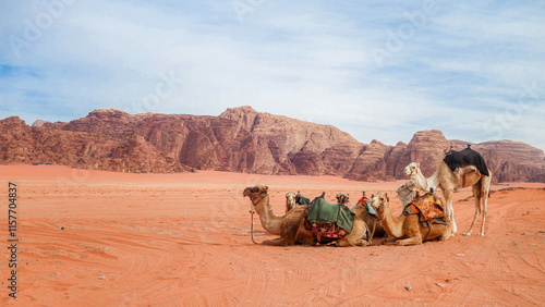 Camels seated in the desert landscape of Wadi Rum, Jordan photo