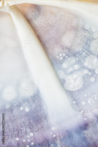 Close-Up of Inner Surface of Pacific Razor Clam Shell