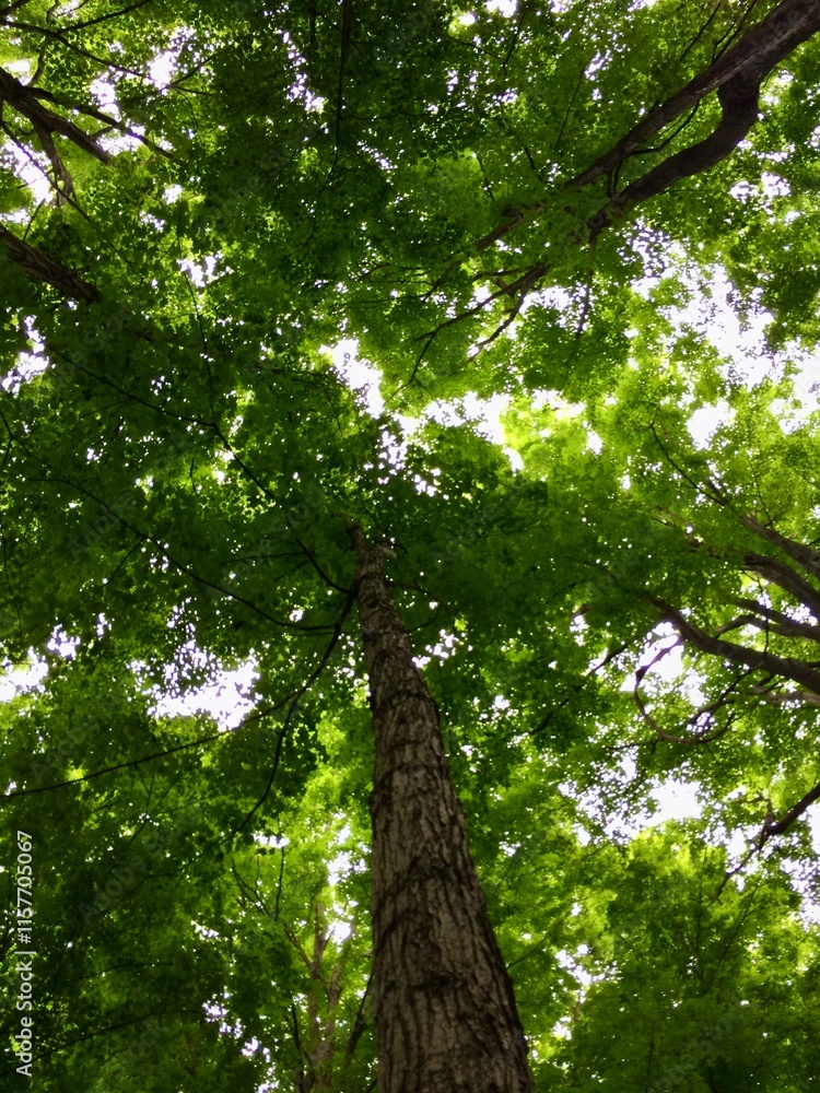 Fototapeta premium A tree is seen from the top, with its leaves shining in the sunlight. The tree is tall and has a strong trunk. Concept of growth and strength, as the tree stands tall. Ontario Canada