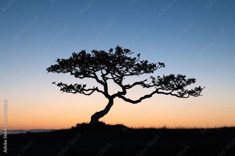 A tree is silhouetted against a beautiful sunset sky A tree is silhouetted against a beautiful sunset sky