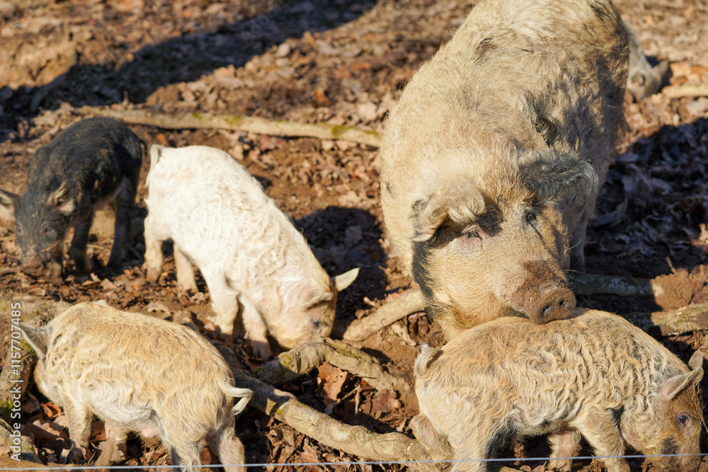 Obraz premium A sow with curly fur is surrounded by her piglets of varying colors as they forage among dry leaves and branches