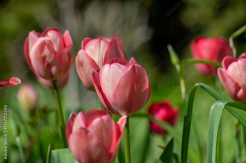 Bright light pink yellow color country Darwin tulips in bloom, bouquet of springtime flowering petal plants in the garden Bright light pink yellow color country Darwin tulips in bloom, bouquet of springtime flowering petal plants in the garden