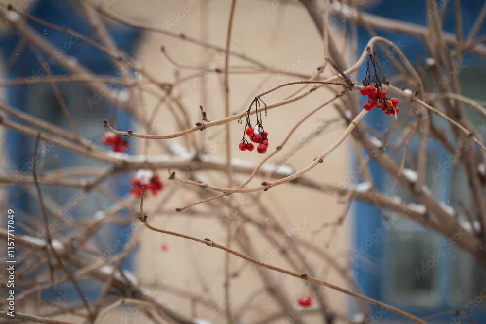 Red rosehip berries on the branches during cold winter season Red rosehip berries on the branches during cold winter season