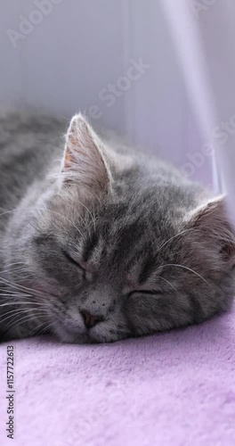 Adorable grey kitten sleeping peacefully on soft purple blanket