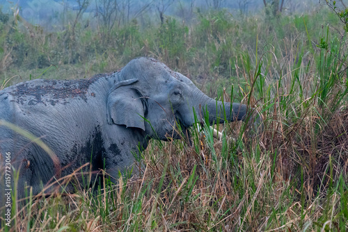 elephant in the wild