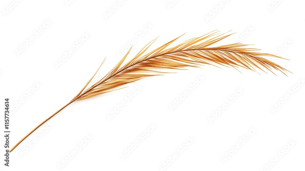 Single, dried golden palm frond isolated on white background. Elegant, minimalist design element perfect for autumn or tropical themes. Single, dried golden palm frond isolated on white background. Elegant, minimalist design element perfect for autumn or tropical themes.