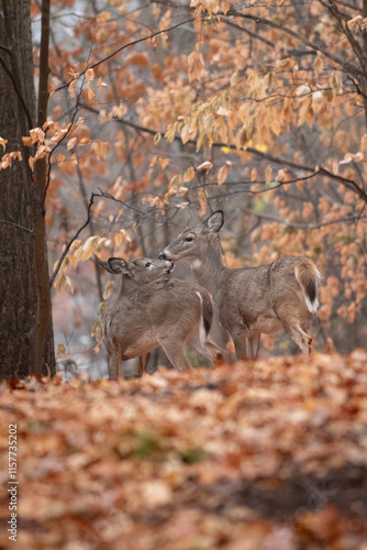 Two White-tailed deer, most likely mother and child stand close to one another in a beautiful autumn forest in New Jersey.