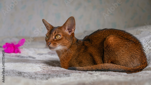 Abyssinian cat lying on the bed