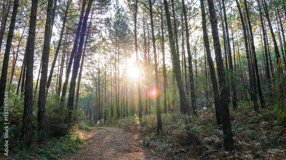 Obraz premium morning in the forest