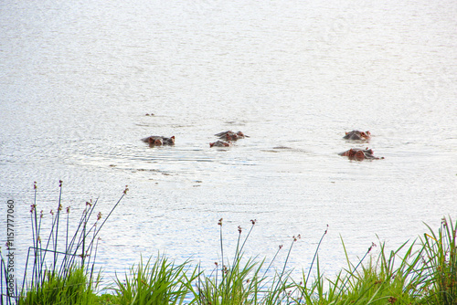 Wild hippopotamus in lake. Africa