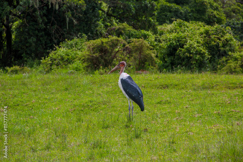 Exotic bird in Tanzania, scenic landscpape of Africa.