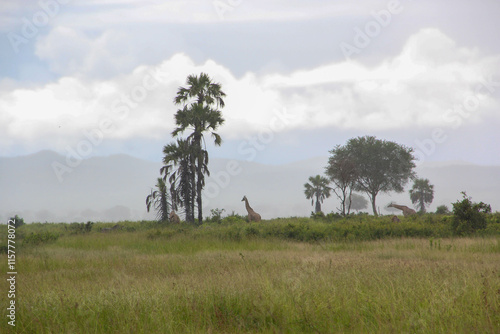 Giraffes in misty weather. Africa.