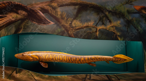 A Model of an Ancient Tetrapod Called Acanthostega on Display in a Museum