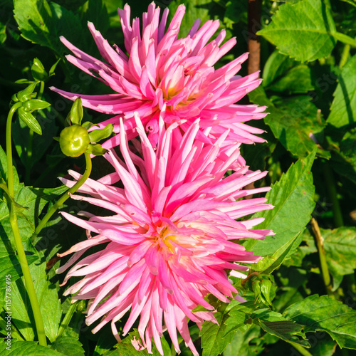 A needle-shaped pink dahlia blooms. photo