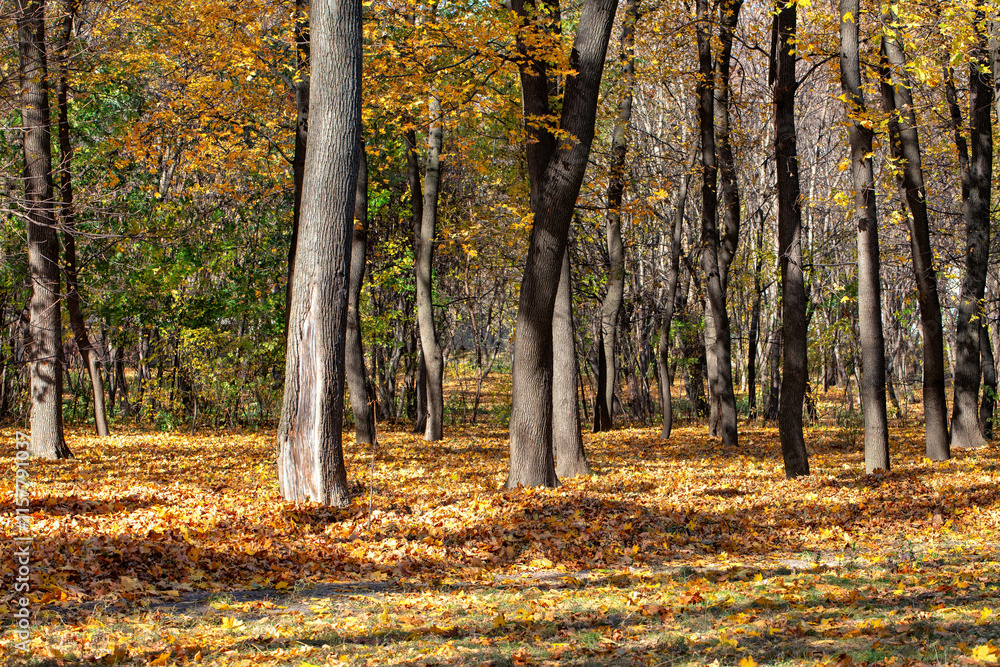Autumn colors surround trees in a serene forest landscape during a sunny day