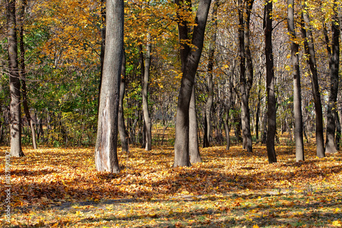 Obraz na płótnie Autumn colors surround trees in a serene forest landscape during a sunny day w salonie