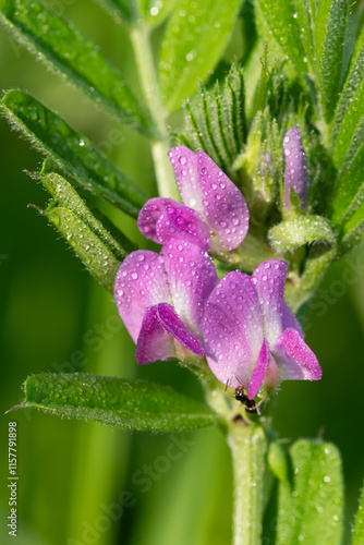 Common vetch (vicia sativa) flowers in bloom photo