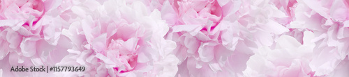 Panorama pattern of fresh light pink peonies.