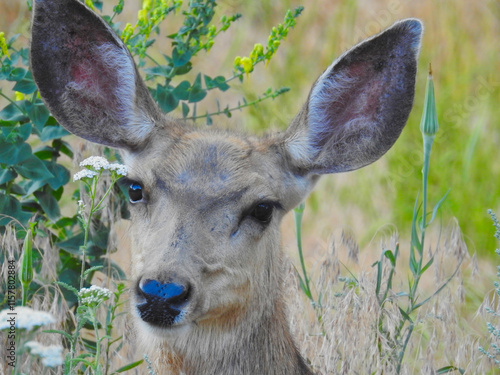 A deer is gazing directly at the camera, surrounded by lush greenery and wildflowers. Its large ears are prominently displayed, emphasizing its alertness in the natural setting. photo