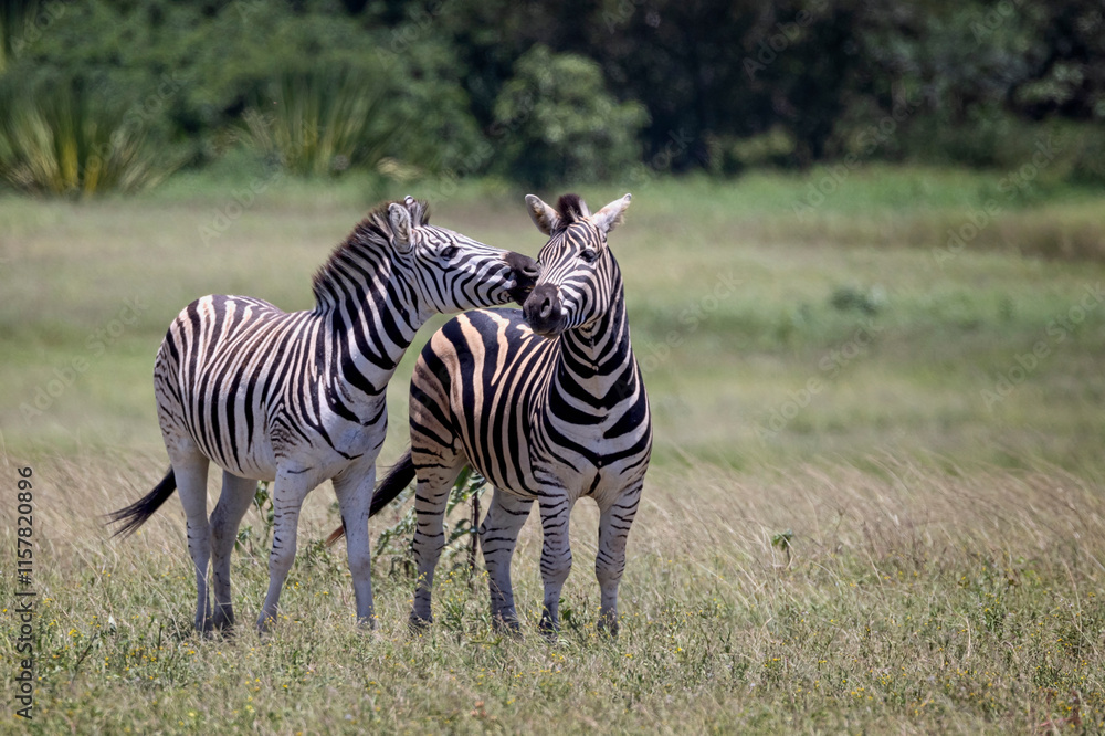 at Tala Game Reserve near Durban, South Africa at Tala Game Reserve near Durban, South Africa