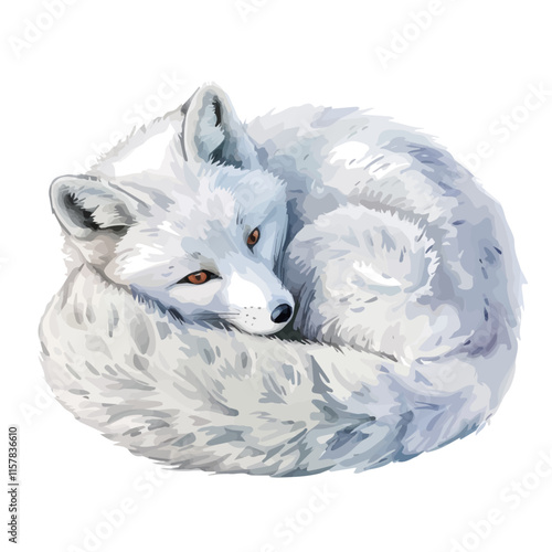 A watercolor painting of an Arctic fox curled up for warmth, isolated on a white background. Arctic fox vector.
