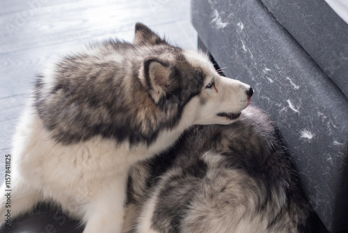 Fluffy siberian husky dog lies on floor near the bed and sheds heavily, leaving fur on the furniture, problem of sesonal shedding of a pet and cleaning,