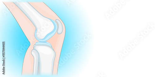 Bones of Knee joint with healthy cartilage