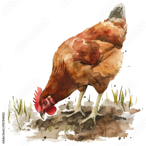 A watercolor illustration of a chicken pecking at the ground, isolated on a white background. Chicken vector.
