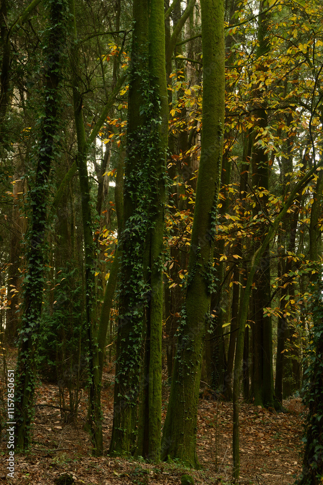 Obraz premium Trees with vines on their trunks in a forest with autumn colors, Santo Tirso, Porto, Portugal