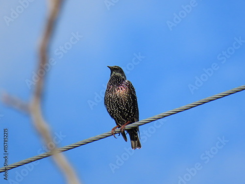 Lonely starling on the wire.