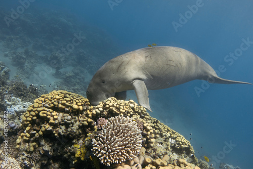 Dugong (Dugong dugon or sea cow) on the coral reef